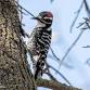 SAS Field Trip: River Bend Park — Sacramento event image
