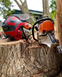 Our expertise ranges from trimming and removing problem trees to doing storm relief during natural disasters. Services Timberline Arborists