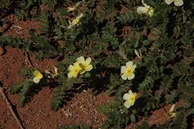 Image result for Tribulus zeyheri