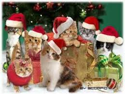 Christmas Jingle Cats Gatti Pazzi Natale Divertente Buon Natale
