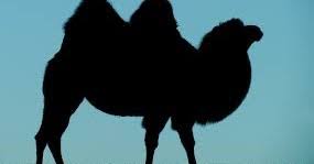 And why not, after all, the gift of the name is a gift for life. à²' à²Ÿ à²¬à²— à²— à²ª à²°à²¬ à²§ Essay On Camel In Kannada Language Hindivyakran