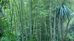 Image result for Justicia phyllostachys