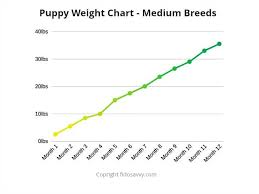 German Shepherd Weight Chart Australia Www