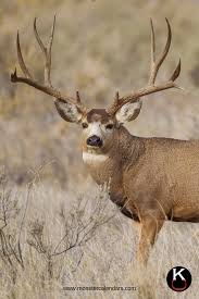 The Mighty And Regal Mule Deer The Most Sought After Antlered Big Game Animal In The West This Magnificent Animal Mule Deer Hunting Mule Deer Whitetail Deer