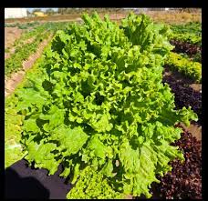 Image result for Lettuce Green 1983 Hussmann