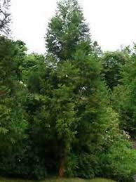 Cryptomeria (literally 'hidden parts') is a monotypic genus of conifer in the cypress family cupressaceae, formerly belonging to the family taxodiaceae. Cryptomeria Japonica Cristata Hahnenkamm Sicheltanne Gunstig Kaufen