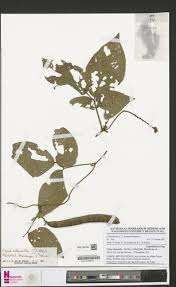 Image result for Vigna multinervis