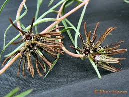 Image result for Brachystelma