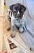 Black Blue German Shorthaired Pointer