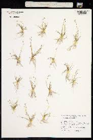 Image result for Subularia