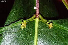 Image result for Elaeodendron