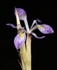 Image result for Moraea simulans