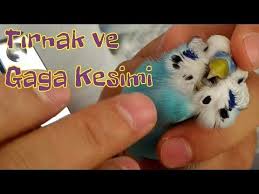 muhabbet kusu tirnagi ve gagasi nasil kesilir detayli anlatim youtube muhabbet kuslari kusu kus