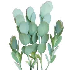 Kalanchoe Panamensis Kalanchoe Marnieriana Tall Green Succulents Marnier S Kalanchoe Orange Bell S Types Of Succulents Plants Planting Succulents Succulent Box