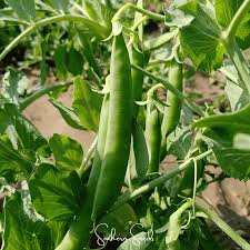 Image result for Pisum sativum