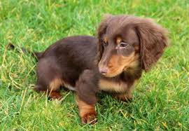 Photo Elevage Du Domaine De Luard Eleveur De Chiens Teckel Poil Long Chiot Teckel Teckel Teckel Poil Long
