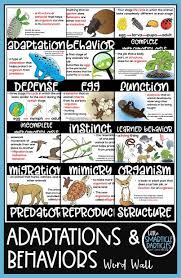 Adaptations And Behavior Word Wall Teks 3 10a B 4 10a B C 5 10a B In 2020 Elementary Special Education Activities Fun Science Special Education Elementary