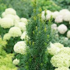 This helps maintain the health of our shrub. Lemony Lace Elderberry Sambucus Racemosa Proven Winners