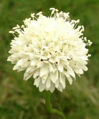 Image result for Cephalaria
