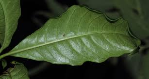 Image result for Rauvolfia nana