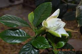 Image result for Gardenia resinifera
