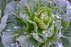 We did not find results for: Protecting Plants From Frost How To Prevent Frost Damage The Old Farmer S Almanac
