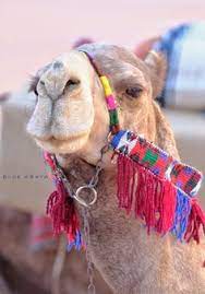 Al dhafra festival in abu dhabi has grown from just a camel beauty competition to a celebration of emirati culture and heritage (supplied photo). Camel Beauty Contest