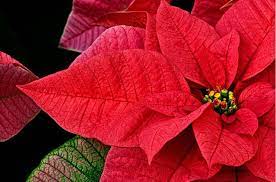 Poinsettia Tis The Season Flores Arreglos Florales Floral