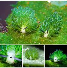 Costasiella kuroshimae (more easily known as 'leaf sheep') nourish themselves. These Are The Only Animal In The World To Photosynthezise Leaf Sheep 9gag