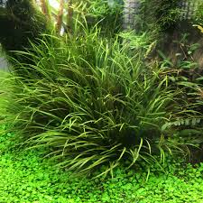 Image result for Blyxa