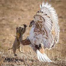 Clawed The Prairie Dog Raised Its Arms And Opened Its Mouth Wide In A Tiere