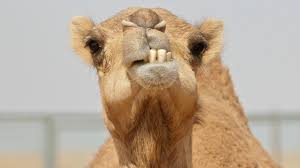 Found this guy wandering around a fire. The Camel Corps Why Did The U S Army Bring Camels To Texas