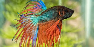Betta Jumped Out Of Tank… Still Alive. : R/Bettafish