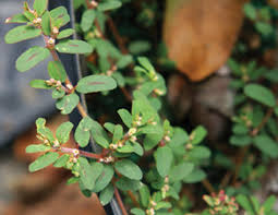 It's not just how to treat winter weeds, but when to treat them. Controlling Weeds In Flowerbeds