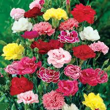 Carnations usually bloom in late spring up until early summer. Hardy Mixed Carnations Gurney S Seed Nursery Co