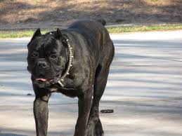 We are world class breeders of the cane corso italian mastiff. Cane Corso Breeder In Texas Cane Corso Dogs Animals