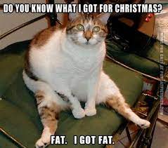 Check spelling or type a new query. Fat Cat Memes Clean Random Images SluchaÑ˜ne Slike