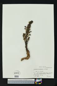 Image result for Buchnera multicaulis