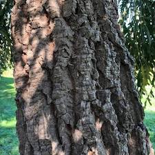 Image result for Cussonia corbisieri
