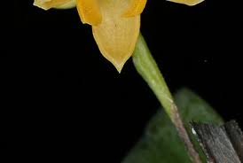 Image result for Polystachya maculata