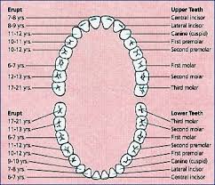 60 Methodical Tooth Identification