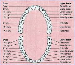 60 methodical tooth identification