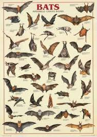Bats Chiroptera Animal Education Poster 27x39 Animals Bat Art Bat