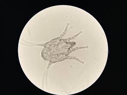 Image result for what do otodectes cynotis look like in dog fur