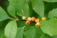 Image result for Aquifoliaceae