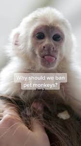 Bans Monkey