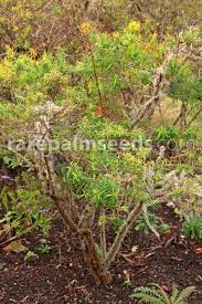 Image result for Hypericum aethiopicum