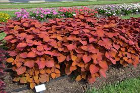 Image result for Coleus hereroensis