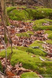 Mounds Of Moss Arkansas Travel Wild Flowers Nature Photos