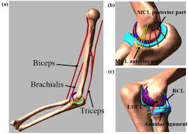 Elbow valgus instability stress test⎟medial collateral ligament. Bioengineering Free Full Text Musculoskeletal Model Development Of The Elbow Joint With An Experimental Evaluation Html